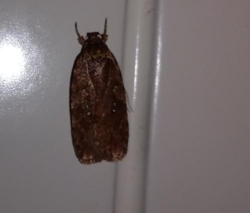 Agonopterix sp.